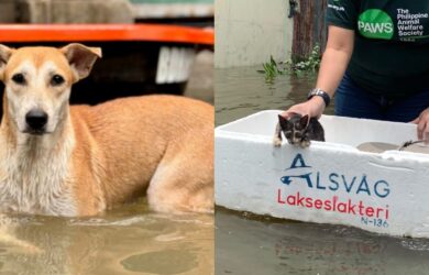 PAWS impounded animals typhoon kristine