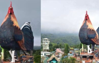 Rooster Guinness World Records