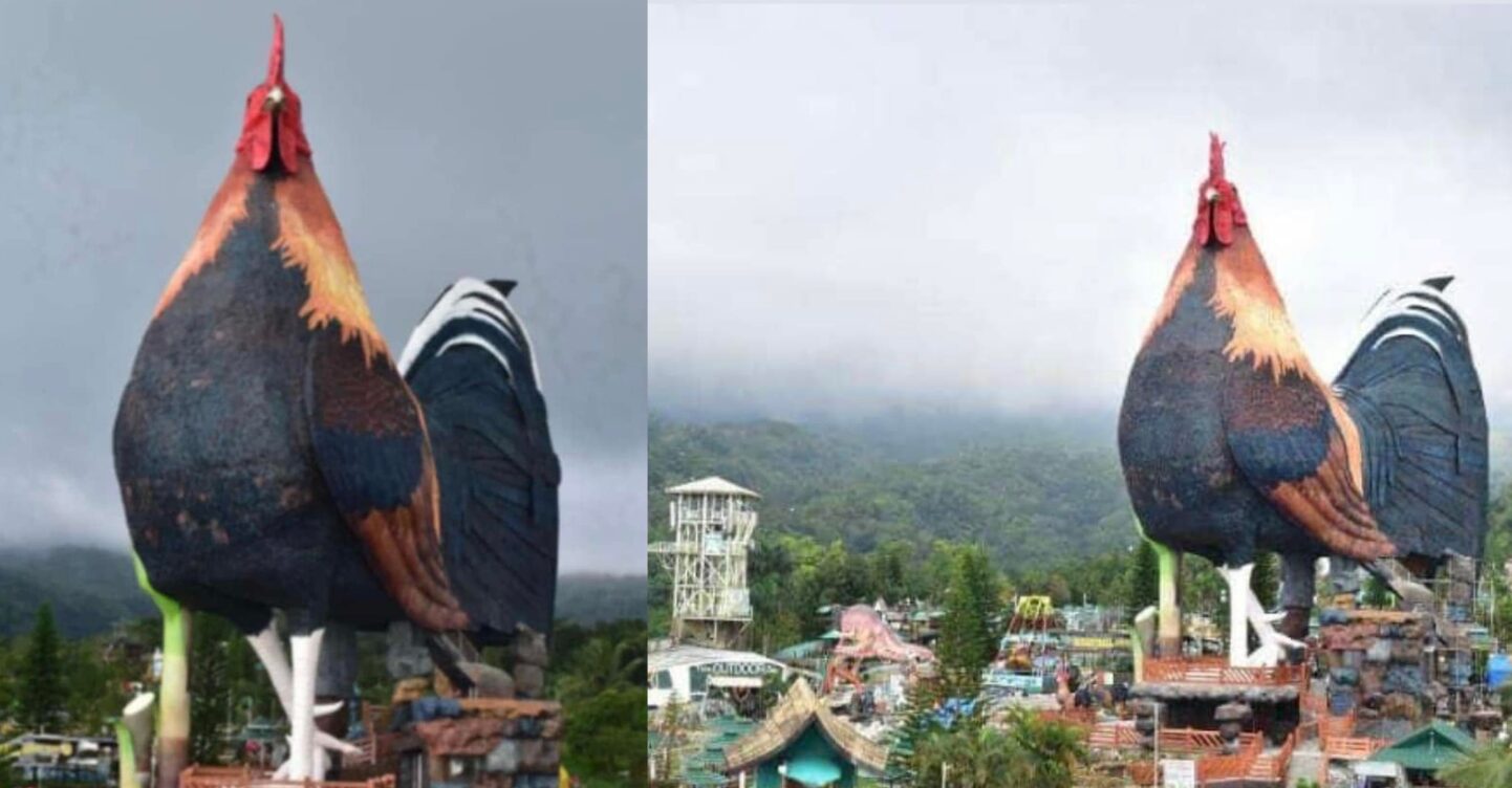 Rooster Guinness World Records