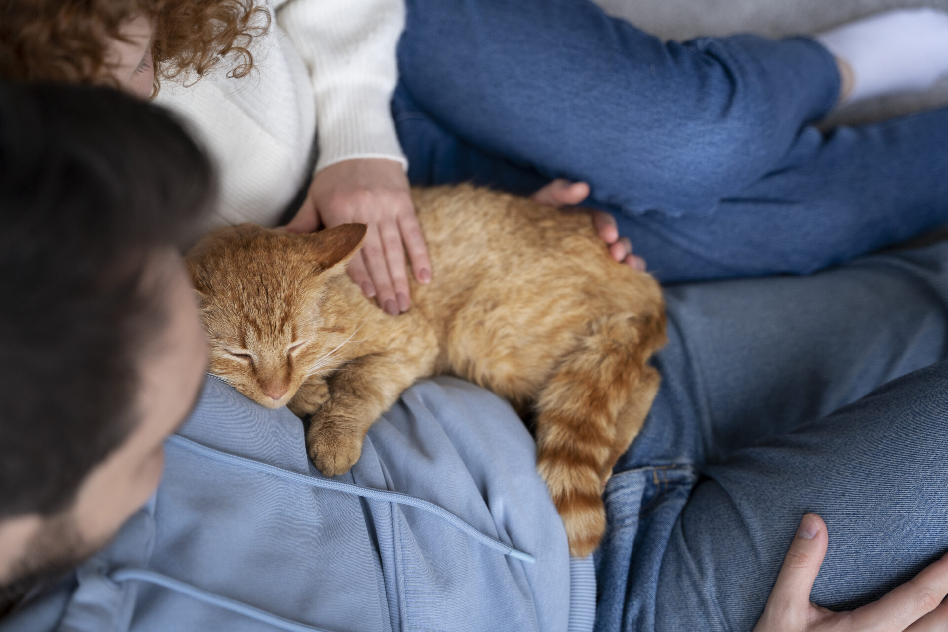 Pet ownership