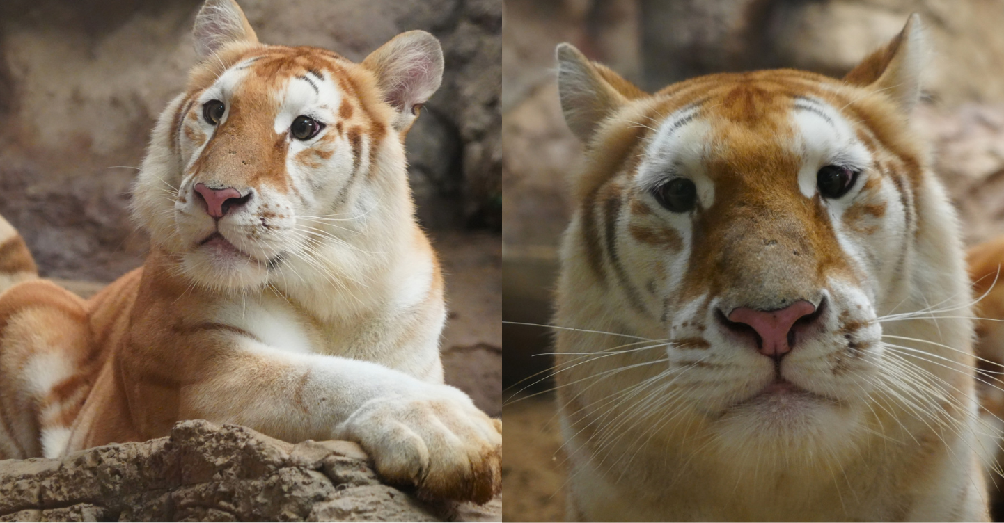 Get to Know Ava the Golden Tiger—Thailand’s Next Internet Sensation 1 1Copy of Article HeaderFeatured Image Template 4 6