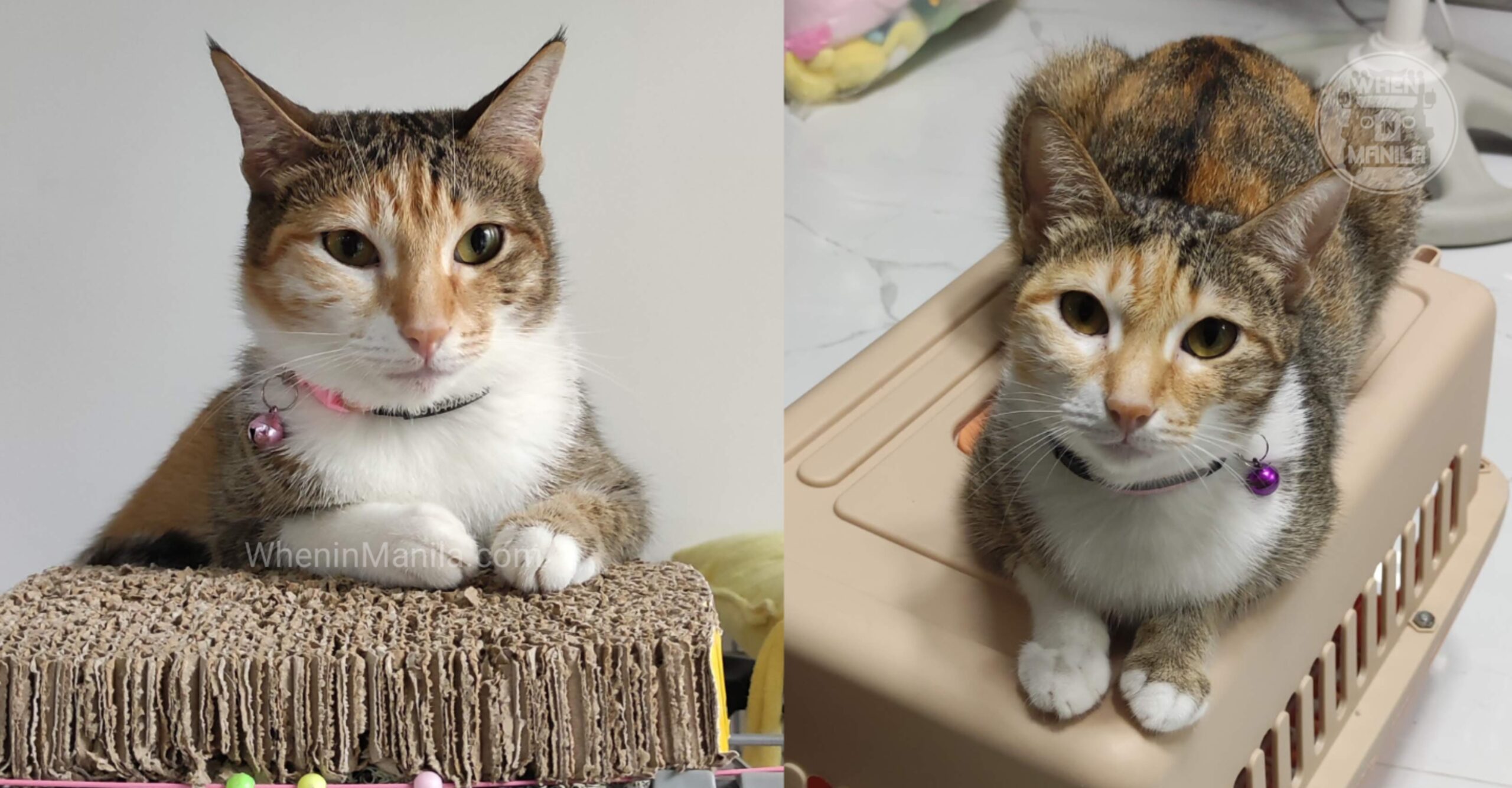 Feeding Tips for Picky Cats