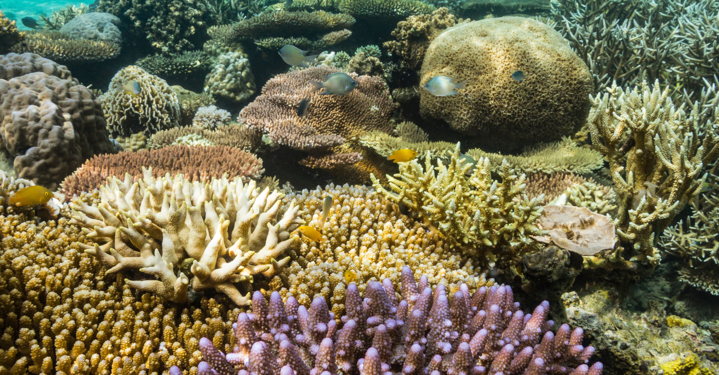 Palawan to Boost Tourism and Economy With Travel and Trade Expo 2025 3 Acropora Corals, Dinot Island Marine Protected Area