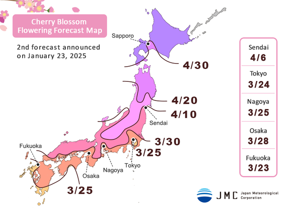 japan cherry blossoms 2025