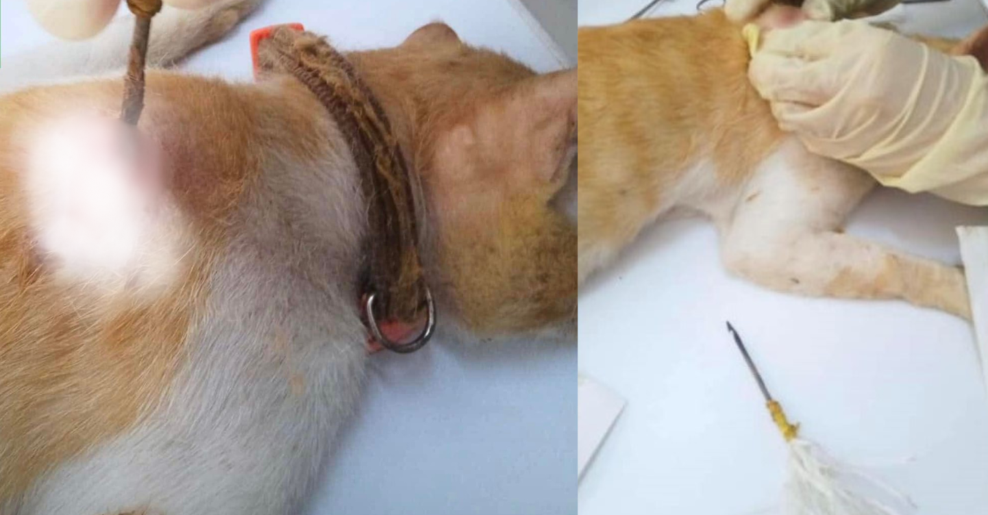 PAWS Urges Owner to Take Legal Action After Cat Is Shot With Arrow 1 animal cruelty cat shot with arrow