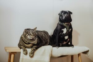 Royal Canin | Have a Puppy or Kitten? Here Are 6 Expert Tips to Give Your Pets the Best Start in Life