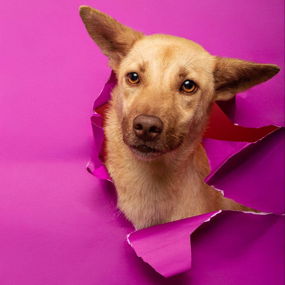 BACH Project PH and Pawfect Portraits Bacolod
