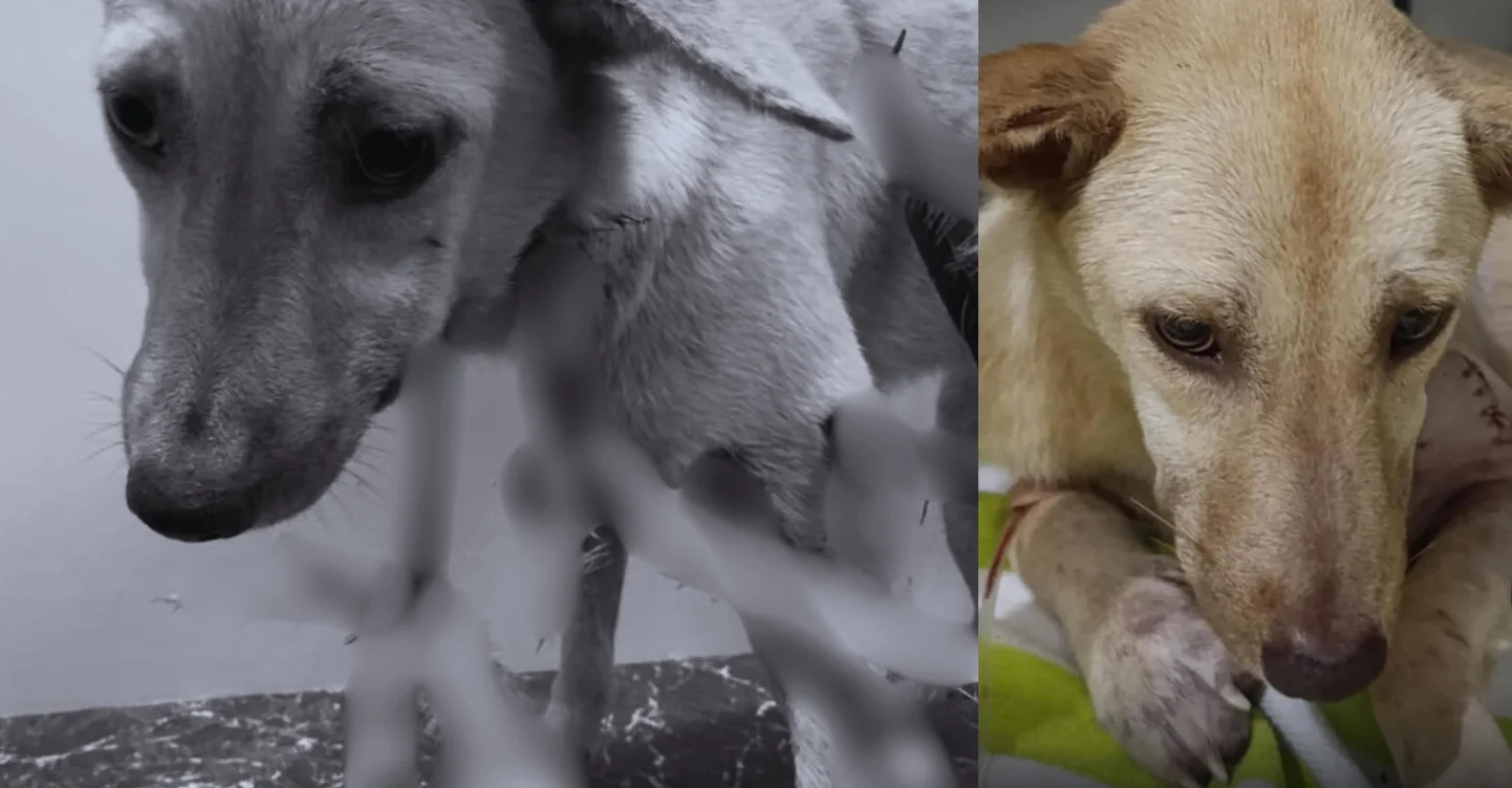 Remember Dog Shot With Dart Arrows? Here's What She Looks Like Now 1 Photos: Aaron “Doc Juan” Pabalan Jr., Gerry Rojas, and BACH Project PH/Facebook