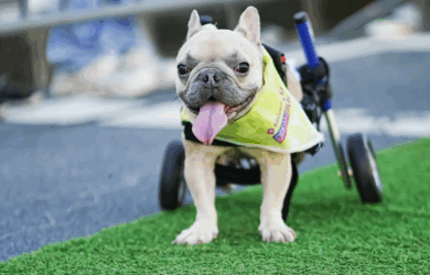 Pet With Disability Wheeled Her Way Into Everyone's Hearts at Local Fun Run