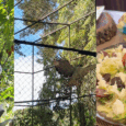 5 Uniquely Davao Activities to Try this Kadayawan