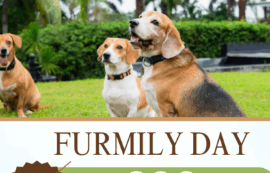 FURMILY COMMS e1754068195663