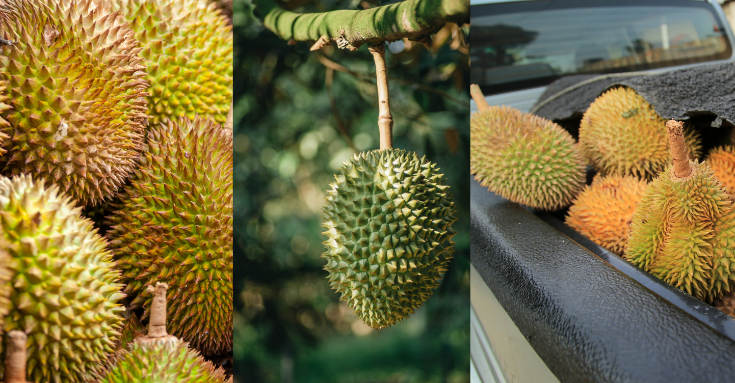 Kadayawan celebrates bountiful harvests