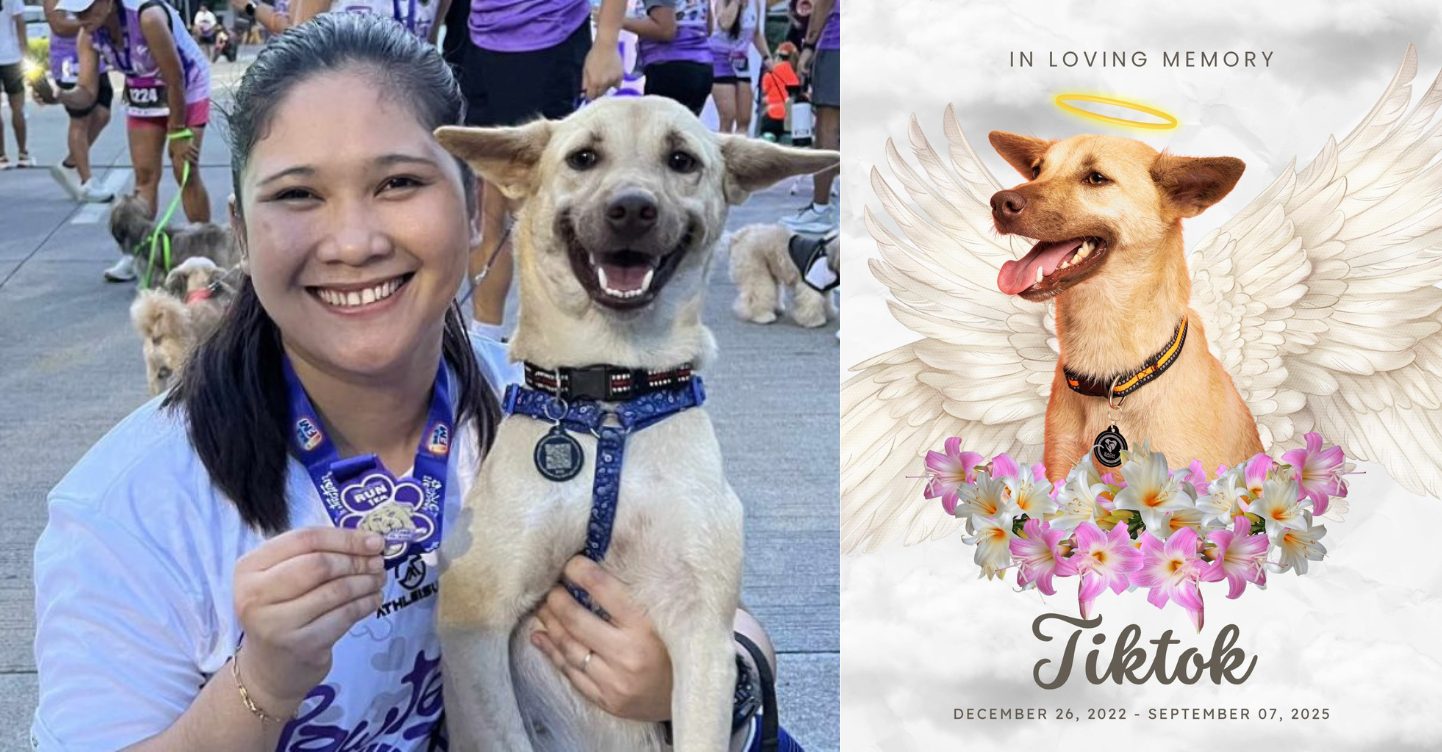 “It feels impossible to accept” Rescued Dog Tiktok Dies From Car Accident