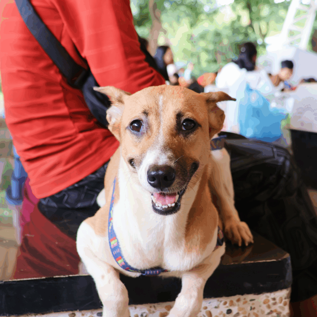 Biyaya Animal Care Marks Milestones with Over 1,300 Free Kapon and Vaccination Services Across Metro Manila 2 Copy of Come on Kapon by Biyaya Animal Care 101825 Rizal Park Luneta