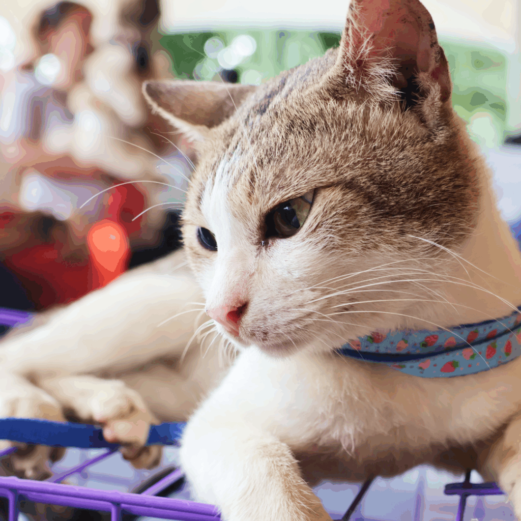 Biyaya Animal Care Marks Milestones with Over 1,300 Free Kapon and Vaccination Services Across Metro Manila 1 Copy of Come on Kapon by Biyaya Animal Care 101825 Rizal Park Luneta 2