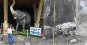 I Finally Revisited the Manila Zoo After 20 Years—and Found a Capybara Waiting 2 Mali the elephant and a white tiger