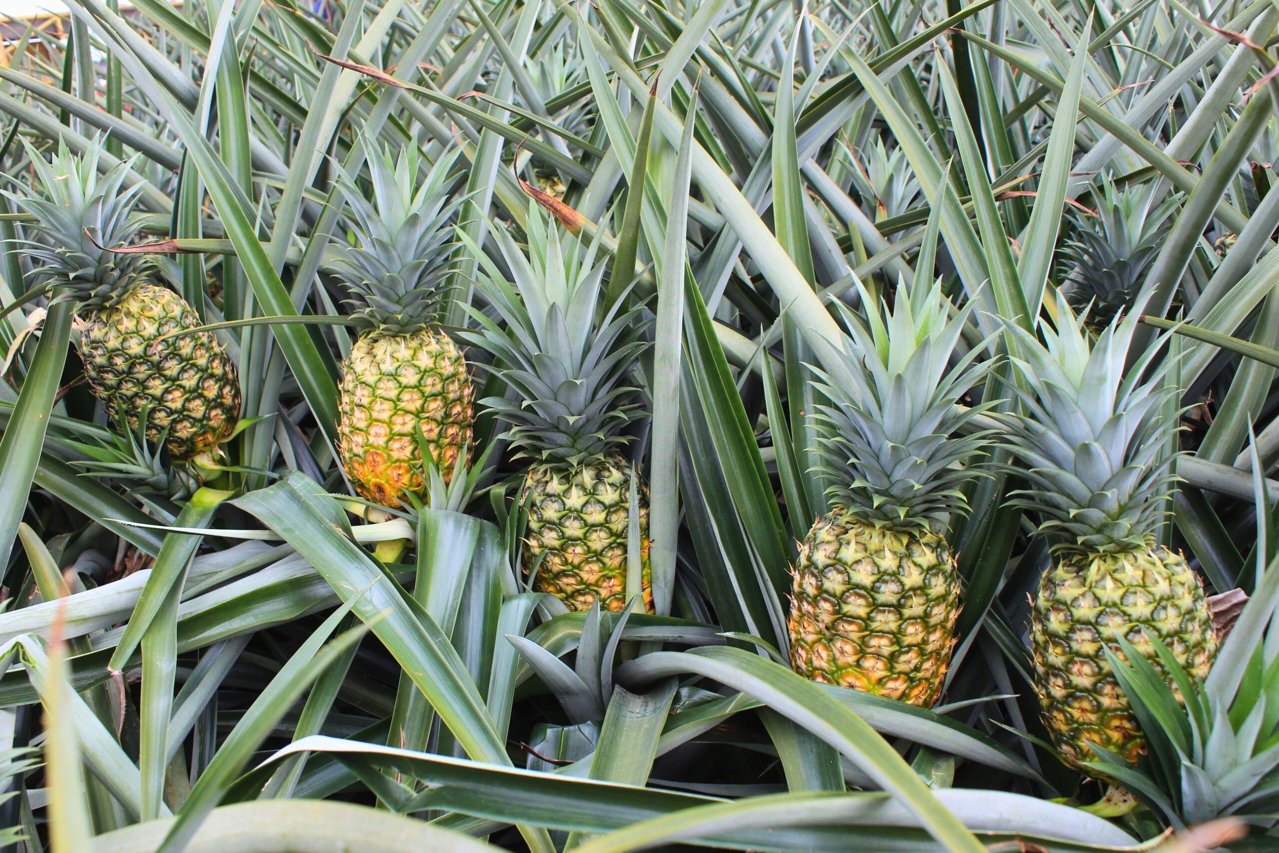 Del Monte Marks 100 Years of Nourishing and Uplifting Filipino Families—Here’s How 2 Del Monte's thriving Bukidnon plantation produces fresh pineapples, nurtures the environment and supports the local community.