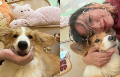 Corgi Cafe Mollie's World in Eton Centris