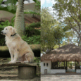 pet-friendly resort in the philippines
