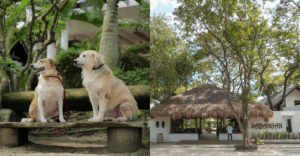 pet-friendly resort in the philippines