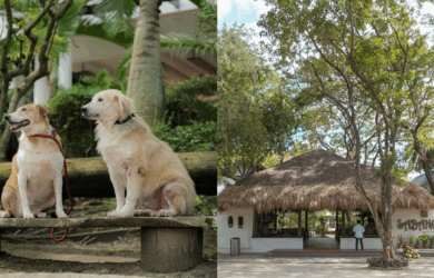 pet-friendly resort in the philippines