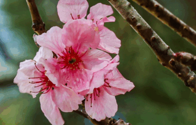 Baguio Country Club - sakura tree