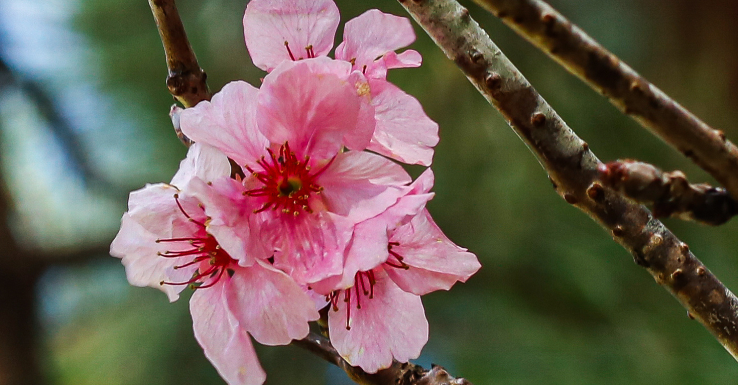 This Viral Photo of a Blooming Sakura Tree Isn’t in Japan—It’s in Baguio 1 Baguio Country Club - sakura tree