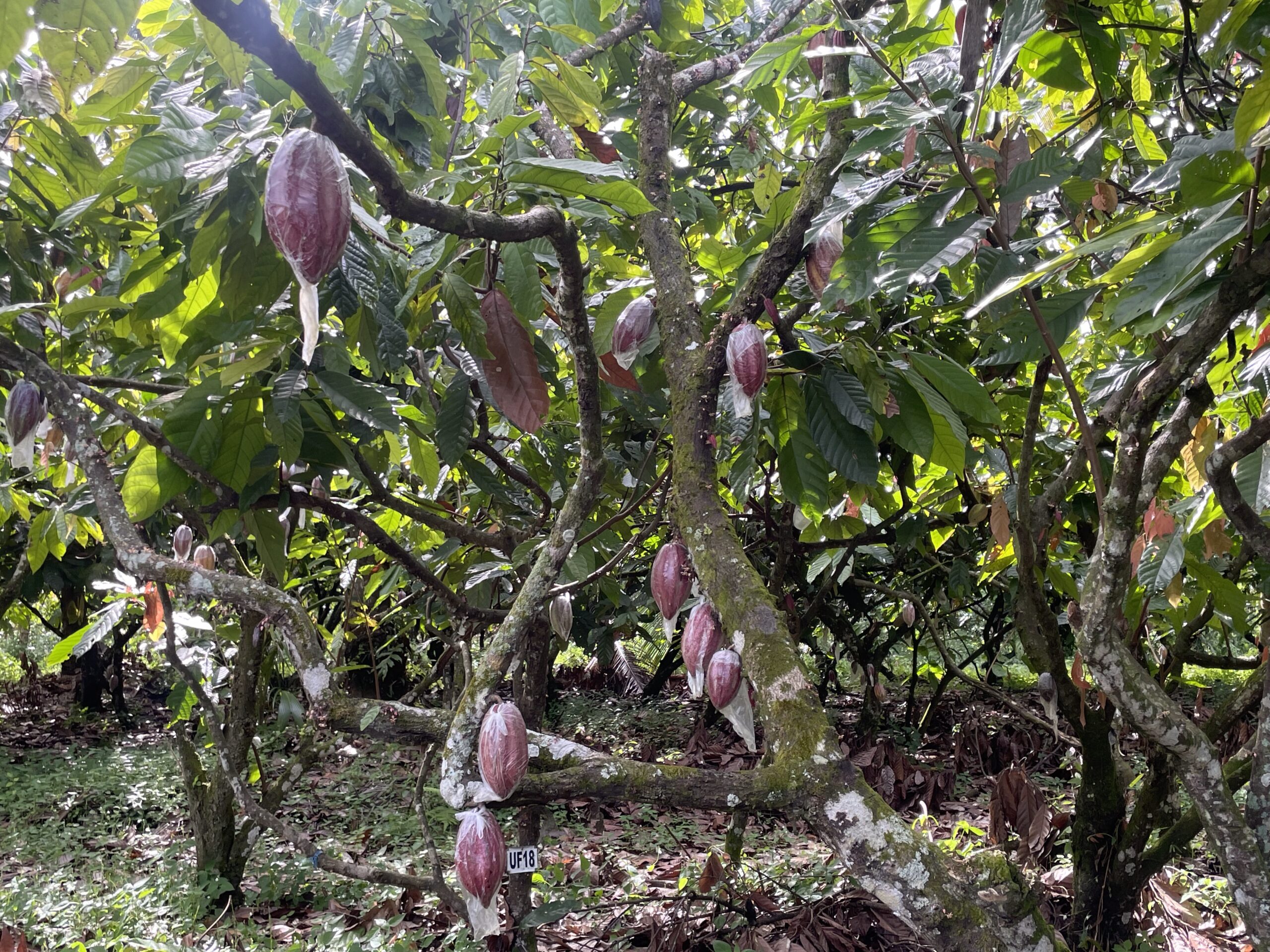 Our Visit to This Davao Resort Gave Us a Whole New Appreciation for Chocolate 2 Malagos Chocolate