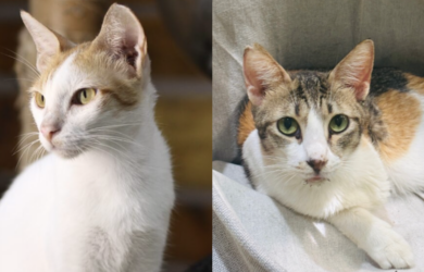 CARA Philippines rescue cats for adoption