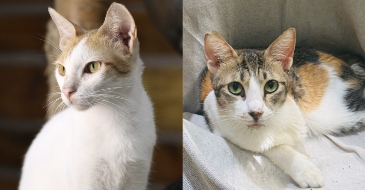 70 Rescue Cats at the CARA Facility Still Need New Homes—Here’s How You Can Help 1 CARA Philippines rescue cats for adoption