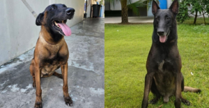 Home 9 PNP Dogs for adoption
