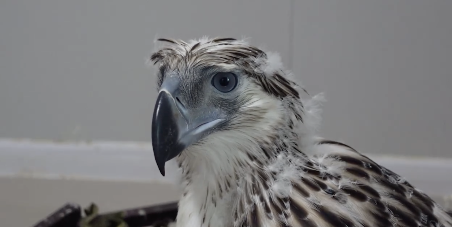 Meet Bayani, the Newly Adopted Philippine Eagle Eaglet 1 Philippine Eagle Chick 32