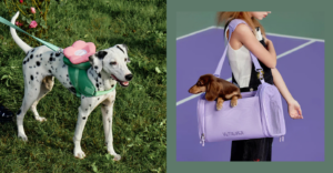 Trendy Tail: 13 Stylish Pet Essentials Every Pawrent Needs Right Now 