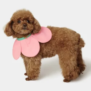 Trendy Tail: 13 Stylish Pet Essentials Every Pawrent Needs Right Now 