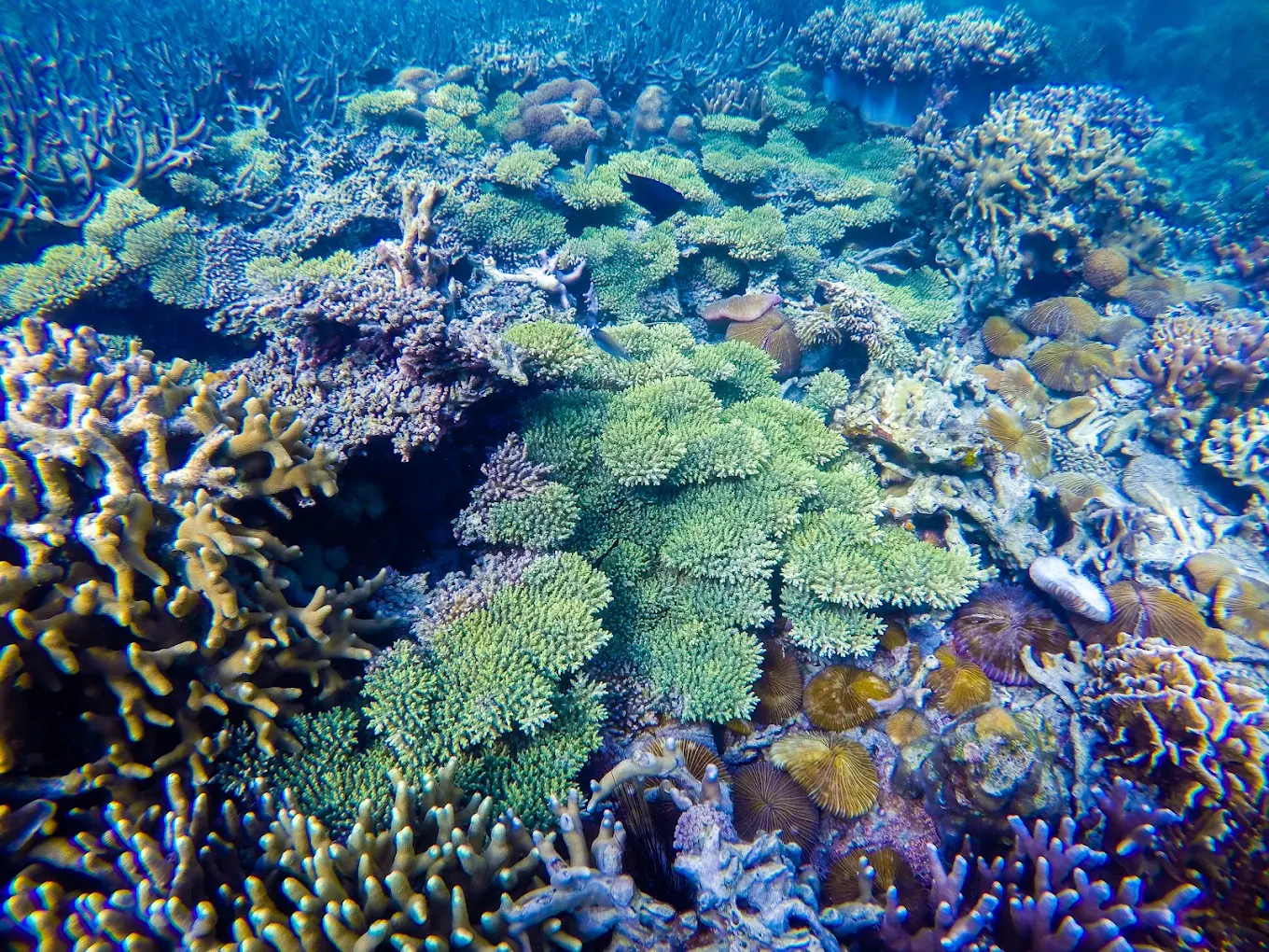 coral garden coron palawan