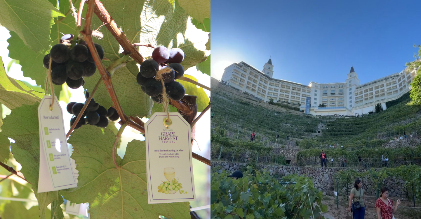 This Dreamy Grape Harvest Festival Returned for a Second Year in Tagaytay 1 Twin Lakes Grape Harvest Festival