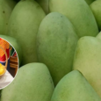 Guimaras Mangoes