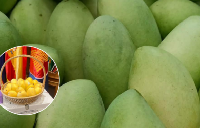 Guimaras Mangoes