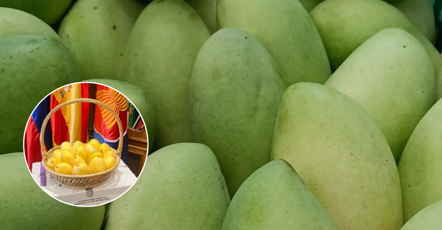 LOOK: Guimaras Mangoes Make Their 1st Entry Into the European Market 1 Guimaras Mangoes