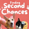 Copy of Paws Up for Adoption 1 e1784730084274
