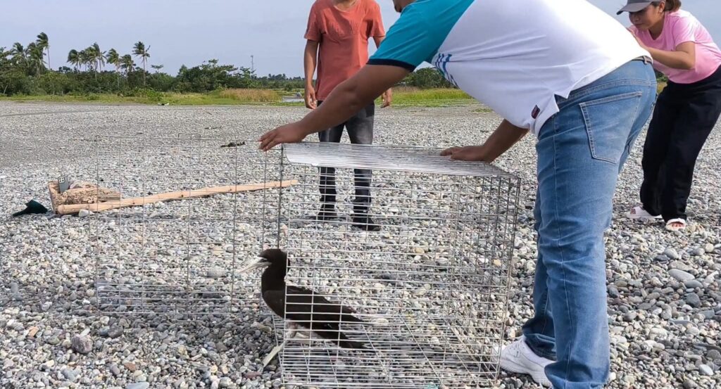 LOOK: Brown Booby Rescued After First-Ever Recorded Sighting in Aurora Province 4 DENR Central Luzon - Brown Booby