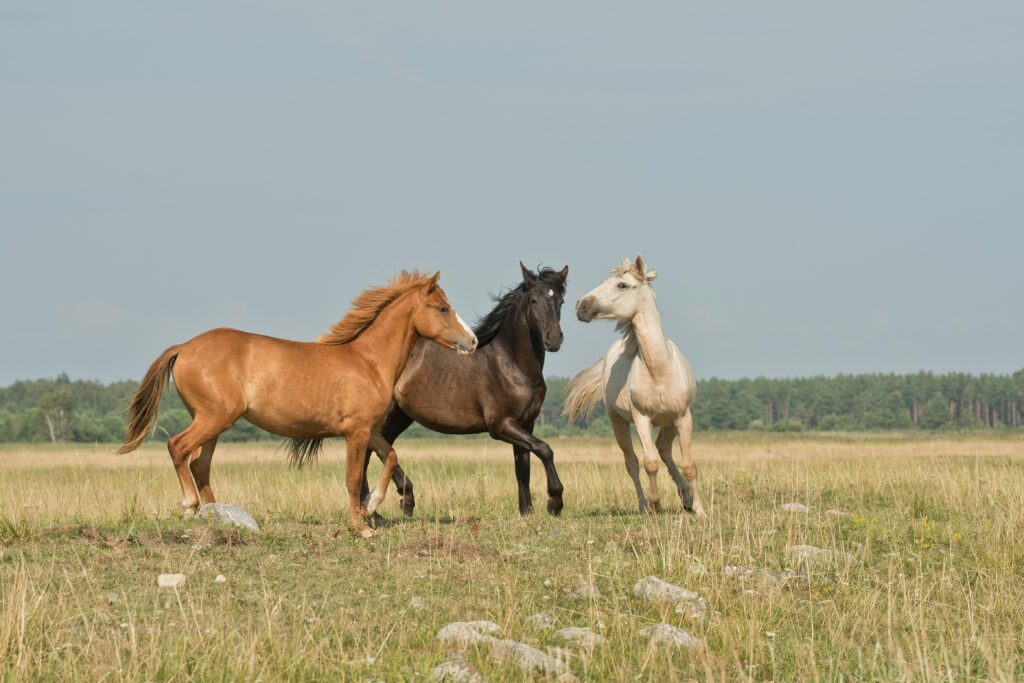 Bukidnon Authorities Shut Down Illegal 5-Day Horse-Fighting Racket 4 horse