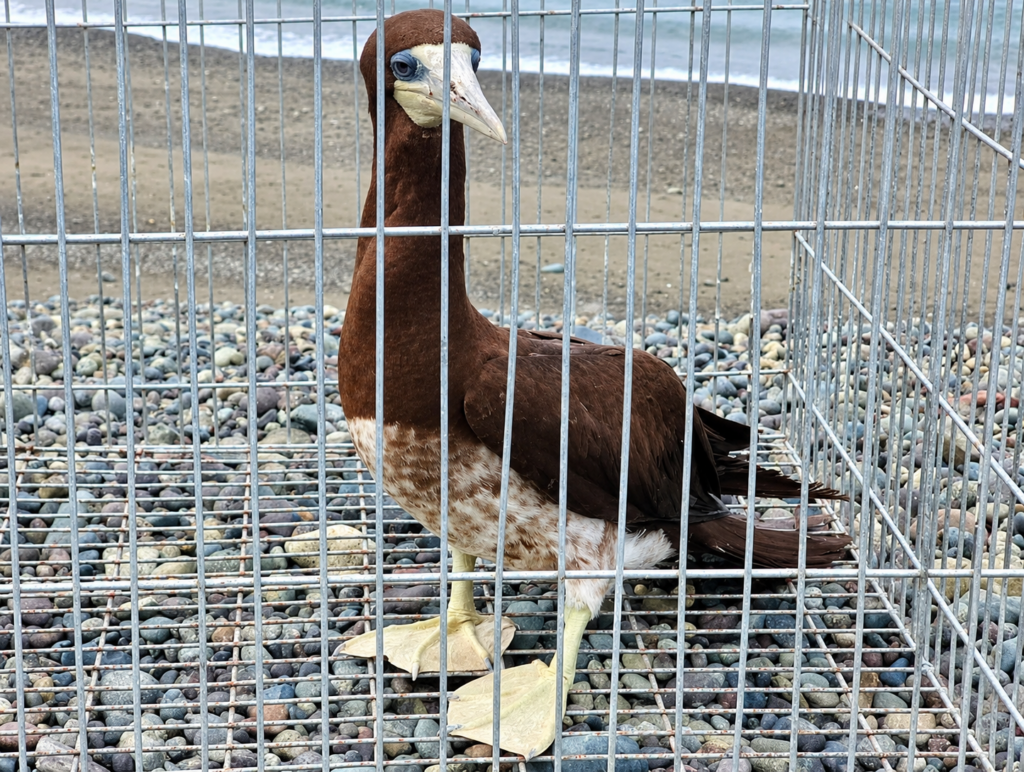 LOOK: Brown Booby Rescued After First-Ever Recorded Sighting in Aurora Province 1 DENR Central Luzon - Brown Booby
