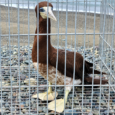 DENR Central Luzon - Brown Booby