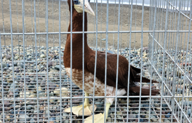 DENR Central Luzon - Brown Booby