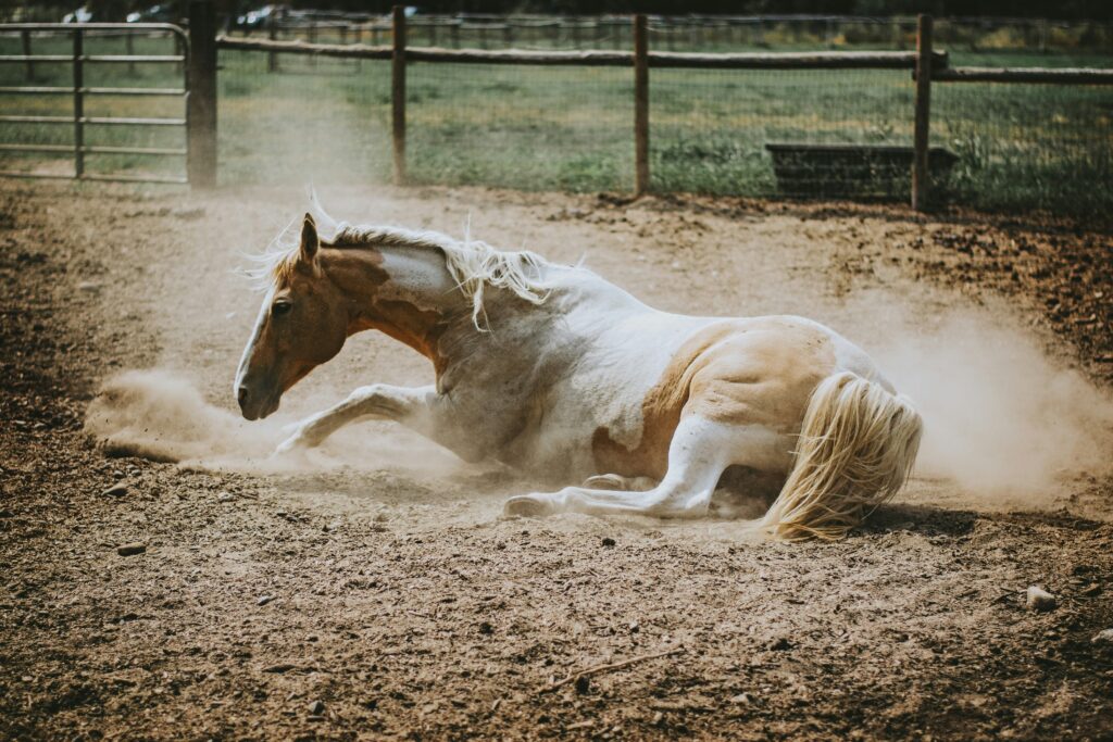 Bukidnon Authorities Shut Down Illegal 5-Day Horse-Fighting Racket 3 Horse