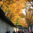 Deoksugung Stonewall Walkway Visit Seoul autumn leaves