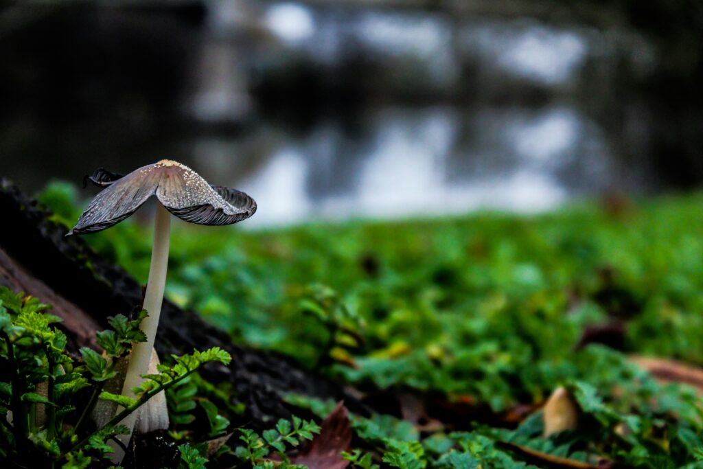 enchanted forest
