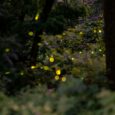 Enchanted Forest