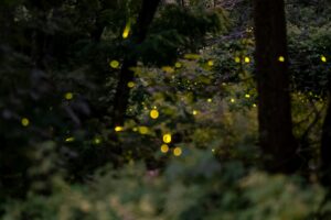 Enchanted Forest